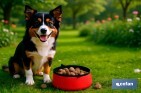 Set of Accessories for dogs | Box with 7 items | Pet accessories for everyday use - Cofan