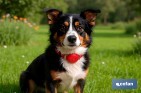 Set of Accessories for dogs | Box with 7 items | Pet accessories for everyday use - Cofan