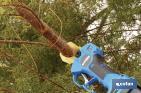 Electric pruning shears | Li-Ion battery-powered 25V 2Ah - Cofan